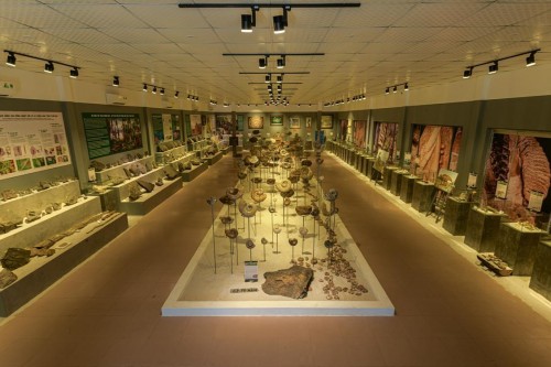 Lần đầu tổ chức triển lãm, Bảo tàng Hóa thạch Hà Nội đem đến Huế hơn 2000 mẫu vật có niên đại từ 2.3 tỷ năm đến 10 nghìn năm