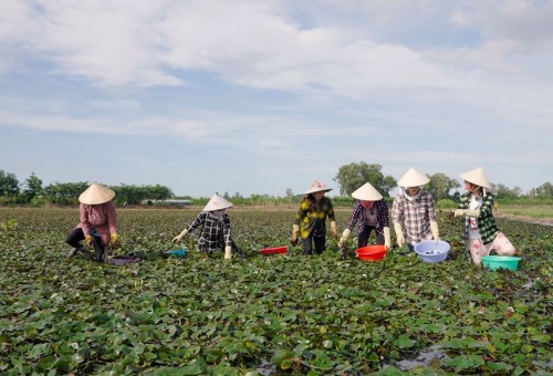 [Clip]Tập 5 series “Nong-dân”: Đức Phúc chỉ Thuỳ Tiên, Misthy cách ăn củ ấu mà sao cứ thấy sai sai?